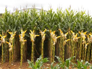 Leia mais sobre o artigo Vegetal a Campo – N. R. Taquara